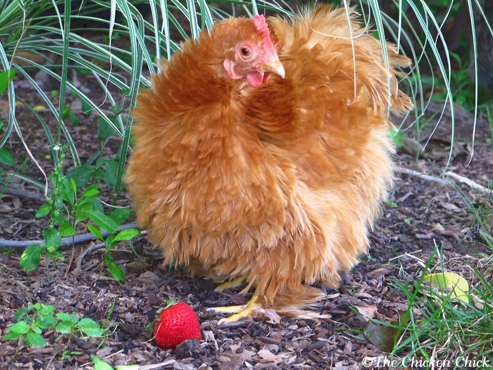 In images: insect-filled treats for poultry day photos of Istanbul and also