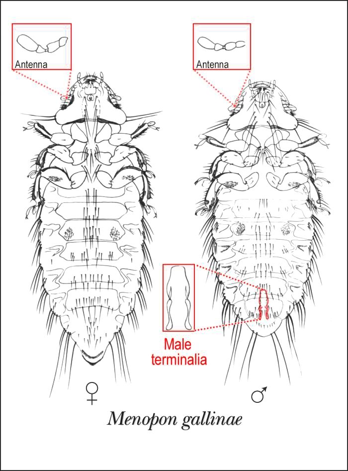 1975 lice, poultry images - data.gov geospatial

     

     

                                         

Progress

                         

onGoing

     

     

                                         

Spatial