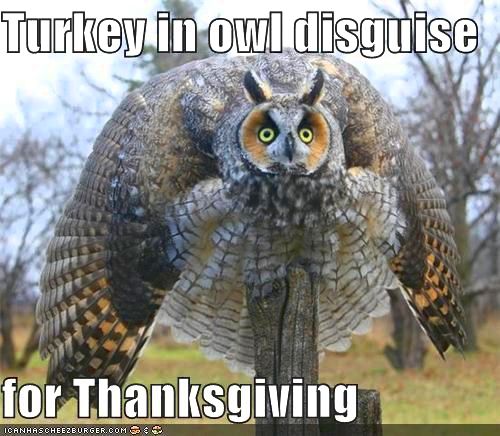 thanksgiving memes owl