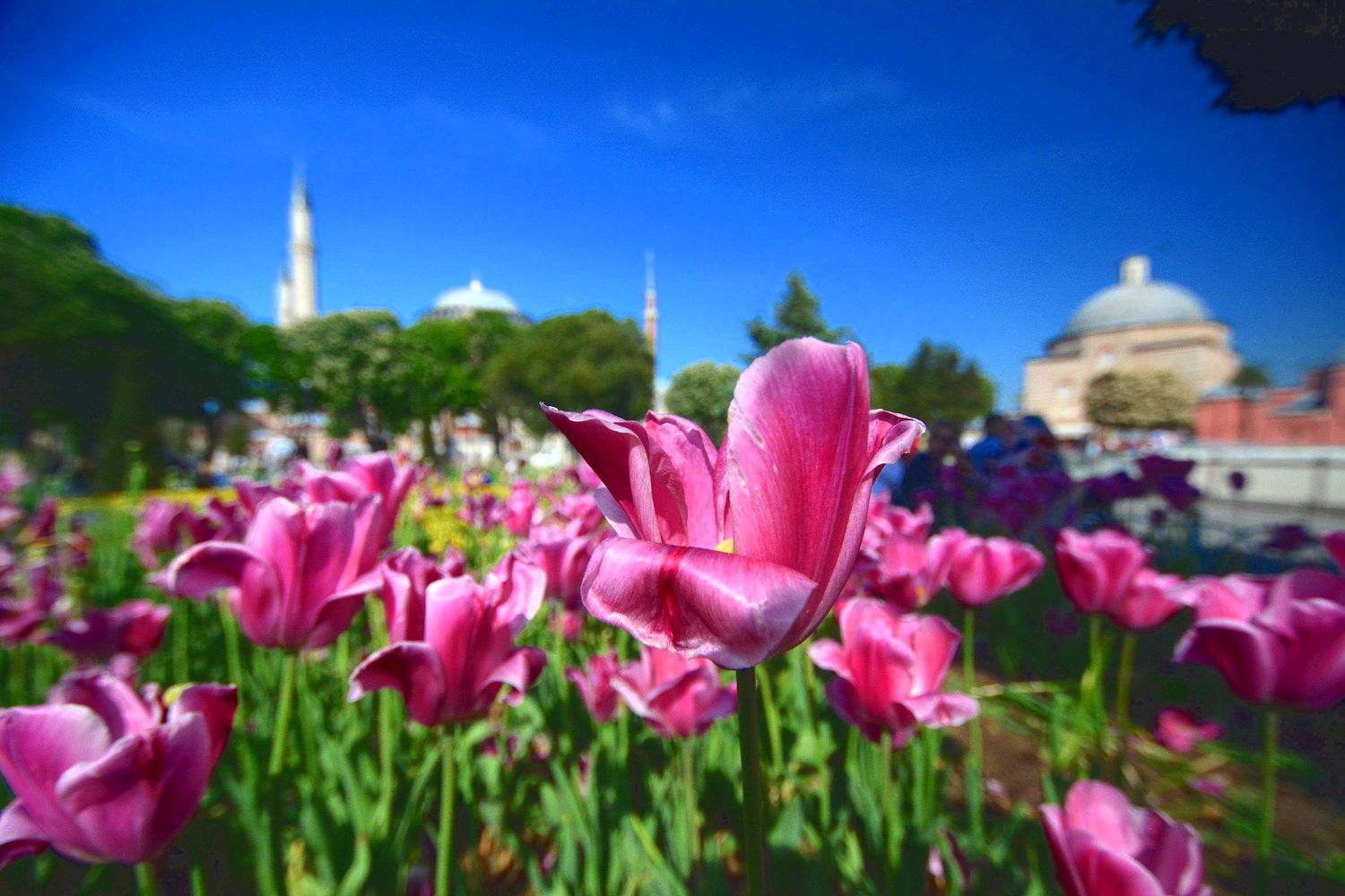 Hagia Sofia Church in Istanbul