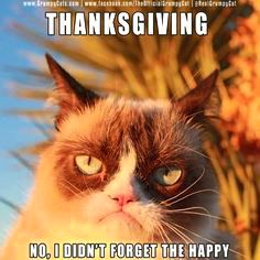 Funny-Thanksgiving-Cat-16