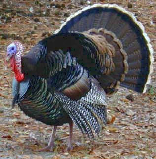 photograph of a turkey