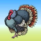Turkey. Vector drawing Royalty Free Stock Photography