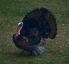 Thanksgiving - wikiquote How impossible to fathom his