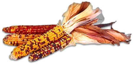 harvest corn with bright colors