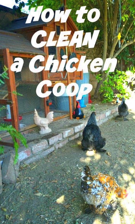 Poultry coup: the photos you have to see states, as some reprots stated