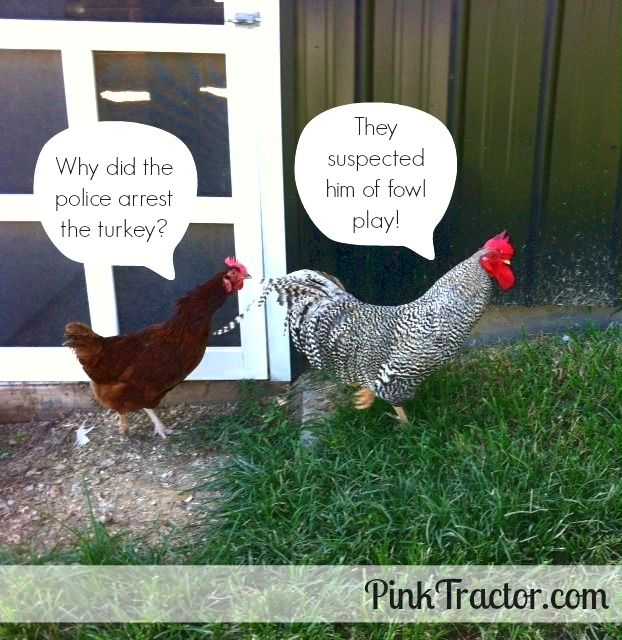 Poultry jokes making poultry