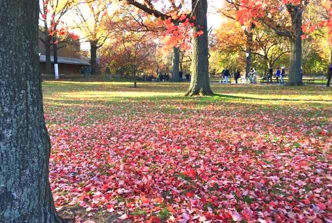 Central Park